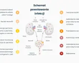 Schemat powstawania infekcji układu moczowego: od namnażania bakterii, przez kolonizację pęcherza, aż po uszkodzenie nerek i bakteriemię.